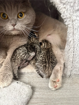 BKH Bengal mix kitten 