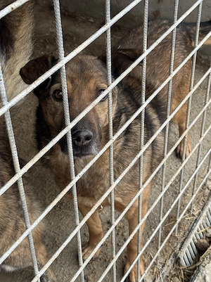 Elliot ca. 48 cm   möchte gefallen