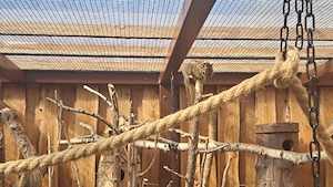 Chinesische Streifenhörnchen 