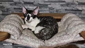 Cornish Rex Katzen 