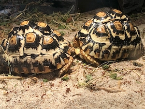 Pantherschildkröten 2021-2023