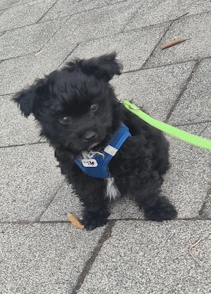 Pudel- Chihuahua Mix  Chipoo , männlich, 9 Wochen, entwurmt