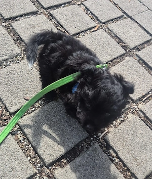 Pudel- Chihuahua Mix  Chipoo , männlich, 10 Wochen, entwurmt Bild 10