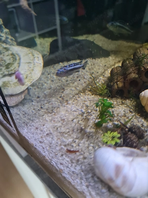 Stahlblauer Maubrüter