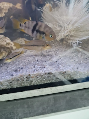 Junge Regenbogen Barsche 