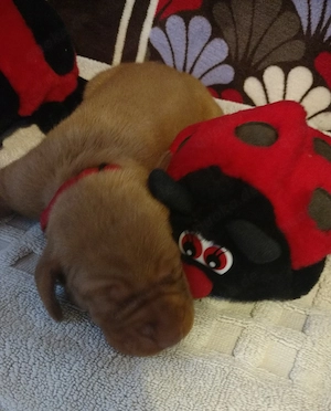 Reinrassige Magyar Vizslawelpen