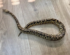 1.0 Pastel Confusion Clown Königspython