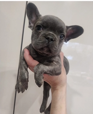 Französische Bulldoggen Welpen 