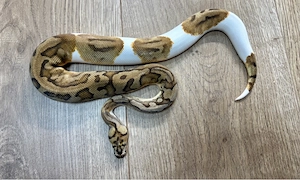 1.0 Enchi Clown Piebald Königspython 