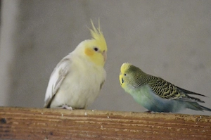 Nehme KOSTEnlos Vögel