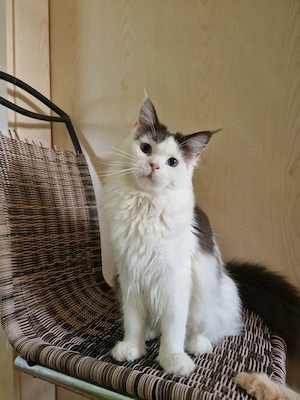 Wunderschöne  Mädchen mit blue Augen  Kastriert. 