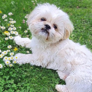 Olaf - freut sich über Streicheleinheiten 