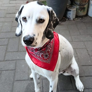 Emmi - leider unterfordert 