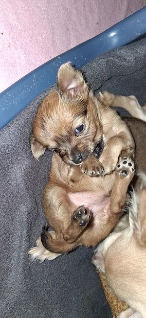 Zwei Pomchi Welpen Bild 3