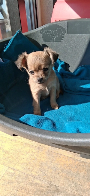 Zwei Pomchi Welpen Bild 4