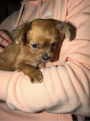 Zwei Pomchi Welpen Bild 2