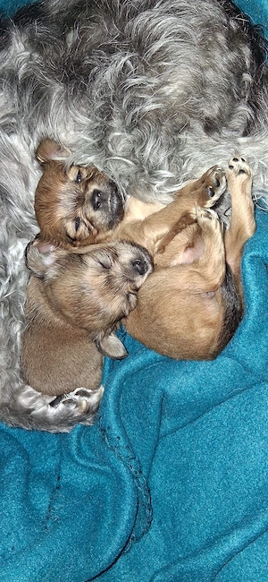 Zwei Pomchi Welpen Bild 5