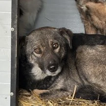 Skita ca. 45 cm   mit den tollen Augen