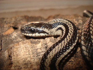 Elaphe dione (Dionenatter) Russland Lokalform Barnaul-Altai, Westsibirien