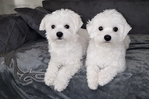 Reinrassige Malteser 