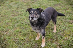 *MAGELAN* - Der Rüde wird gerade auf ein Leben in einer Menschenfamilie vorbereitet