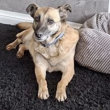 Rose S ca. 42 cm   dankbare Seele [auf Pflegestelle in 25746 Heide]