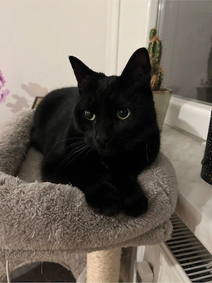 Edwin sucht liebesvolles Zuhause