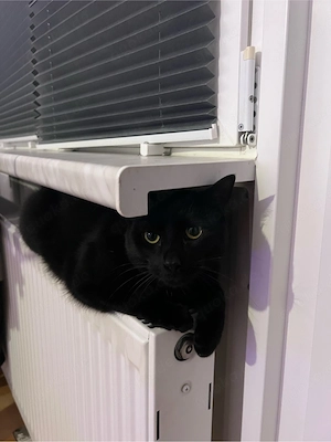 Edwin sucht liebevolles Zuhause 