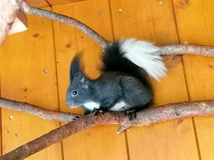 Europäische Eichhörnchen 