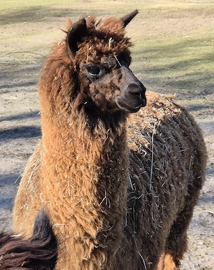 Junge Alpakastute abzugeben