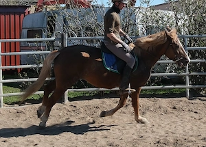 Nette kleine Warmblutstute Bild 5