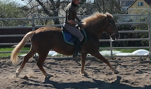 Nette kleine Warmblutstute Bild 4