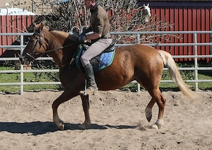 Nette kleine Warmblutstute Bild 8