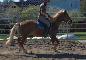 Nette kleine Warmblutstute Bild 3