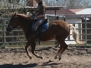 Nette kleine Warmblutstute Bild 9