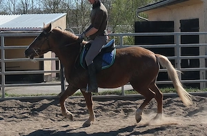 Nette kleine Warmblutstute Bild 7