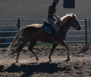 Nette kleine Warmblutstute