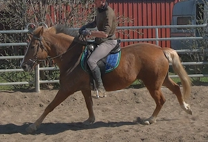 Nette kleine Warmblutstute Bild 10