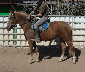 Nette kleine Warmblutstute Bild 6