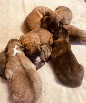 Leonberger Welpen von 24.3.26