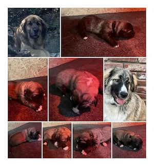 Leonberger Welpen 24.3.26