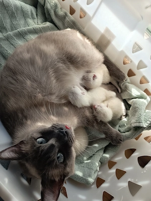 Reinrassige Siam Kitten ...noch 1 Kitten frei!!!