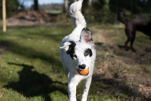 Candy sucht ihr warmes Körbchen