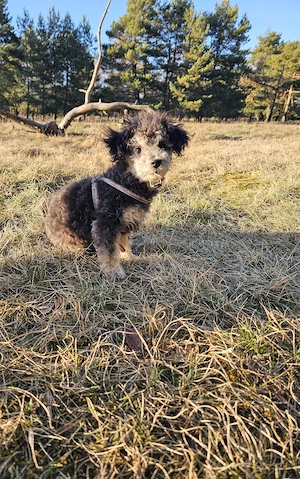 Süßer 20 Wochen junger Zwergpudel Rüde 