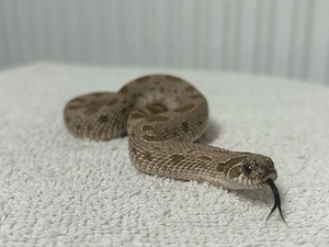 1.0 (Arctic?) Conda 66% het. lavendar Heterodon nasicus, Hakennasennatter