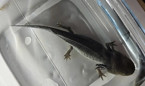 Axolotl wildling ausgewachsen dringend