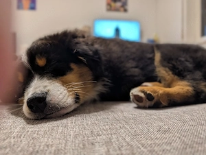 Australian shepherd Welpen 14 Wochen 5 Tage alt