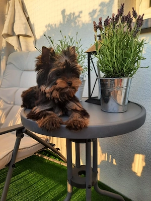  Yorkshire Terrier Welpen