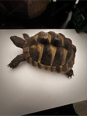 Griechische Landschildkröten