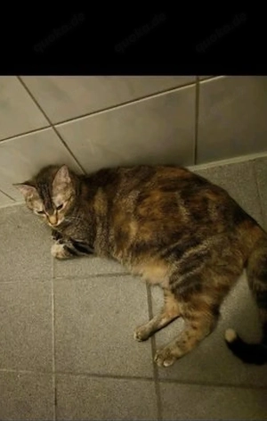 Katze weiblich minka